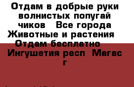 Отдам в добрые руки волнистых попугай.чиков - Все города Животные и растения » Отдам бесплатно   . Ингушетия респ.,Магас г.